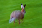 Zajc (Lepus europaeus)