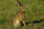 Zajc (Lepus europaeus)