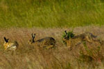 Zajc (Lepus europaeus)