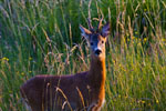 Sarna (Capreolus capreolus)