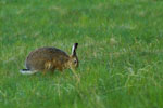 Zajc (Lepus europaeus)