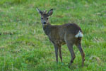 Sarna rogacz (Capreolus capreolus)