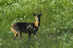 Sarna rogacz (Capreolus capreolus)