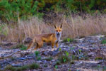 Lis (Vulpes vulpes)