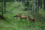 Jelenie (Cervus elaphus)