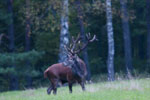 Jele szlachetny (Cervus elaphus)