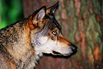 Wilk (Canis lupus)