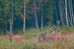 Jele szlachetny (Cervus elaphus)