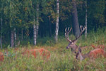 Jele szlachetny (Cervus elaphus)