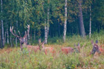 Jele szlachetny (Cervus elaphus)