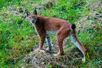 Ry (Lynx lynx)