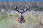 Jele szlachetny (Cervus elaphus)