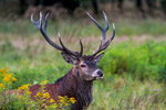 Jele szlachetny (Cervus elaphus)