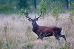 Jele szlachetny (Cervus elaphus)