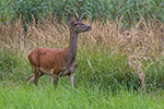 Jele (Cervus elaphus)