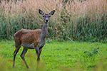 Jele (Cervus elaphus)