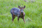 Sarna rogacz (Capreolus capreolus)