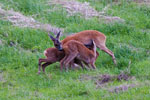 Sarny (Capreolus capreolus)