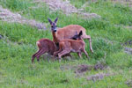 Sarny (Capreolus capreolus)