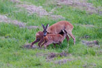 Sarny (Capreolus capreolus)