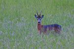 Sarna rogacz (Capreolus capreolus)