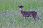 Sarna rogacz (Capreolus capreolus)