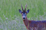 Sarna rogacz (Capreolus capreolus)