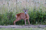 Sarna rogacz (Capreolus capreolus)