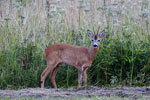 Sarna rogacz (Capreolus capreolus)