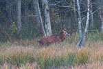 Jele szlachetny - byk (Cervus elaphus)