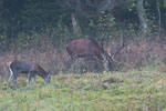 Jelenie szlachetne (Cervus elaphus)