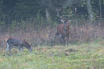 Jelenie szlachetne (Cervus elaphus)