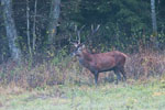 Jele szlachetny - byk (Cervus elaphus)