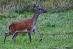 Jele szlachetny - ania (Cervus elaphus)