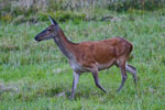 Jele szlachetny - ania (Cervus elaphus)