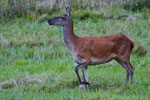 Jele szlachetny - ania (Cervus elaphus)