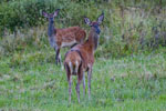 Jelenie szlachetne (Cervus elaphus)