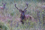 Jelenie szlachetne (Cervus elaphus)