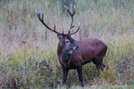 Jele szlachetny - byk (Cervus elaphus)