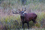 Jele szlachetny - byk (Cervus elaphus)