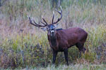 Jele szlachetny - byk (Cervus elaphus)