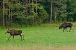 osie (Alces alces)