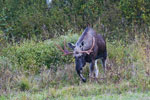 o - byk (Alces alces)