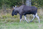 o - byk (Alces alces)