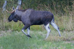 o - byk (Alces alces)