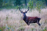 Jele szlachetny (Cervus elaphus)