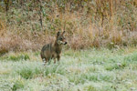 Wilk (Canis lupus)