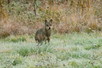 Wilk (Canis lupus)