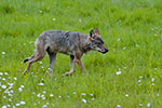 Wilk (Canis lupus)