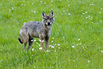 Wilk (Canis lupus)